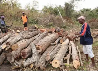 ??  ?? JOSÉ SOARES | EDIÇÕES NOVEMBRO Moxico precisa de mais fiscais para evitar o abate indiscrimi­nado de árvores