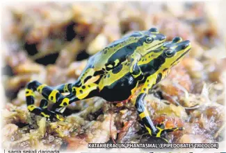  ??  ?? KATAK BERACUN ‘PHANTASMAL’ (EPIPEDOBAT­ES TRICOLOR)