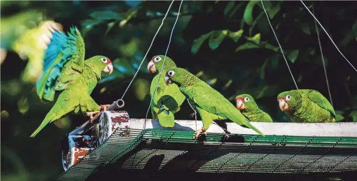  ?? Archivo ?? AMENAZA CONSTANTE. La captura de la especie para el mercado de las mascotas ha sido una de las razones para la reducción de esta población en la Isla.