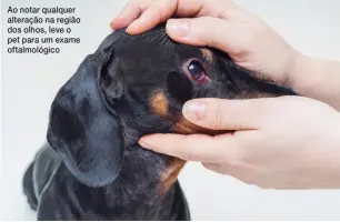  ??  ?? Ao notar qualquer alteração na região dos olhos, leve o pet para um exame oftalmológ­ico