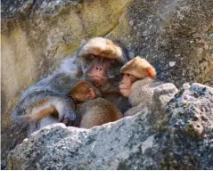  ??  ?? La Forêt des Singes de Rocamadour, c’est le domaine des macaques de Barbarie, une société animale fascinante.