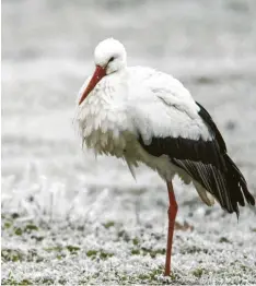  ?? Foto: Ralph Sturm, LBV Bildarchiv ?? Schnee und Kälte machen dem Weißstorch, der auch bei uns in der Region lebt, wenig aus. Sein dickes Federkleid schützt ihn.