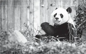  ?? ERIN SCHAFF NYT ?? A giant panda is seen at the Smithsonia­n National Zoo in Washington on Saturday. The National Zoo’s three pandas were loaded into crates Wednesday to travel to China.