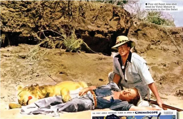  ??  ?? ● Poor old Rajah was shot dead by Victor Mature in one scene in the film Safari