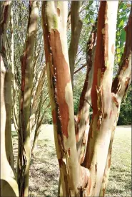 ?? (Special to the Democrat-Gazette/Janet B. Carson) ?? The bark of crape myrtles begins to peel when the trees reach maturity.