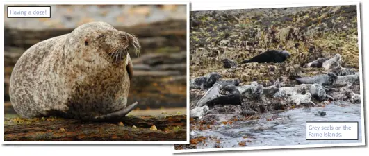  ??  ?? Having a doze!
Grey seals on the Farne Islands.