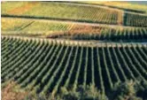  ??  ?? Sprawling well-groomed vineyards of Penedes — Ti Gong