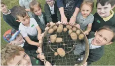  ?? ?? William Law primary school pupils picking potatoes