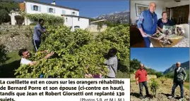  ?? (Photos S.B. et M.L.M.) ?? La cueillette est en cours sur les orangers réhabilité­s de Bernard Porre et son épouse (ci-contre en haut), tandis que Jean et Robert Giorsetti ont replanté  sujets.