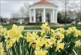  ?? COURTESY DISCOVER NEWPORT ?? Daffodils spring up at Kings Park in Newport, R.I.