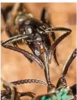  ?? FOTO: ERIK T. FRANK/UNI WÜRZBURG ?? Eine Matabele-Ameise versorgt die Wunde einer Artgenossi­n, der in einem Kampf ein Bein abgebissen worden ist.