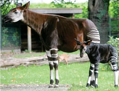 The giraffe’s short cousin - PressReader