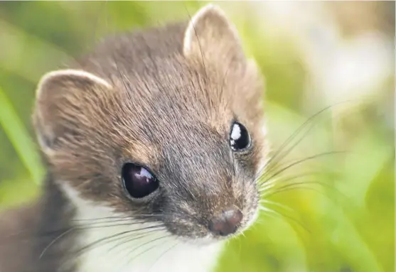  ?? Picture: Getty Images. ?? A stoat, normally a deadly killer. However, Angus found one dead, which he thinks may have been targeted by a buzzard – though it probably fought back before being fatally injured.