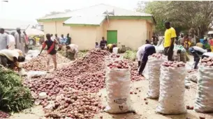  ?? Photo: Clement A. Oloyede ?? A bag of onions now sells for N7000 as against N10000 before the strike at Gun-dutse onions market in Kano State