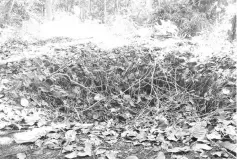  ??  ?? One of the Japanese bunkers located at Marian Mount.