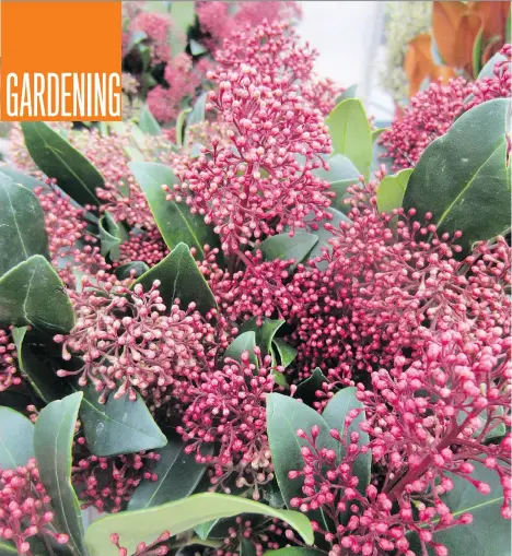  ?? MINTER COUNTRY GARDEN ?? Consider growing skimmia as well as evergreens in your garden to use the clippings for seasonal decor.
