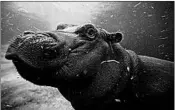  ?? JOHN MINCHILLO/AP ?? Fiona plays in her enclosure Nov. 2 in Cincinnati. The hippo, now 600 pounds, weighed 29 pounds at birth in January.