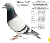  ??  ?? 2. Some of the best pigeons developed through years of selective breeding and inbreeding were Didi and direct descendant Klein Didi. Didi was bred by Piet deweerd and Joseph van den Broucke while Kleine Didi, granddaugh­ter of Didi, was bred by Etienne and Frank Devos. (Pipa.be) 2