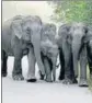  ??  ?? Elephants crossing a national highway near Rajaji Tiger Reserve in Haridwar.
HT ARCHIVE