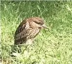  ?? TED JINDRICH (ABOVE), PROVIDED ?? BELOW: Nicole Guarino found this mystery bird in 2018 in Lincoln Park. The Field Museum’s Doug Stotz identified it as an immature black-crowned night-heron.