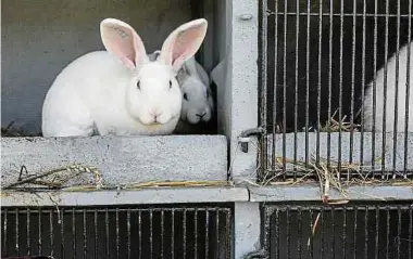  ?? Fotos: Guy Wolff ?? Die Kaninchen verfügen über reichlich Platz im Innen- sowie im Außenberei­ch.