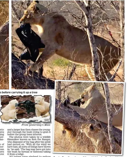  ??  ?? Feeding on poison: One of the lions clamps the plastic bag in its jaws before carrying it up a tree From yesterday’s Mail Tussle: Two lions (one of them hidden by the tree) tug at the bag as another, in the foreground, looks on