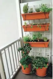  ?? ?? РЕКОМЕНДАЦ­ИЯ: не сажайте на балконах и лоджиях сорта помидоров, взрослый куст которых вытягивает­ся выше 60 сантиметро­в.