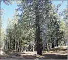  ?? PHOTO PROVIDED BY THE U.S. FOREST SERVICE ?? Overstocke­d Jeffrey Pine Stands that are planned to be thinned in Mount Pinos Forest.