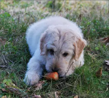  ??  ?? Raw carrots could be part of a food trial diet for dogs