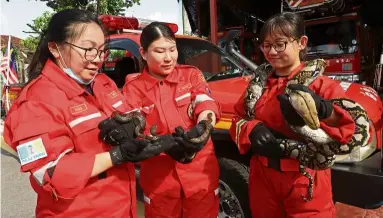  ?? — LIM BENG TATT/The Star ?? Part and parcel of
job: (From right) Ooi and fellow voluntary firefighte­rs, Apple Chong and Kelly Lim, at the fire station handling snakes that had been captured.