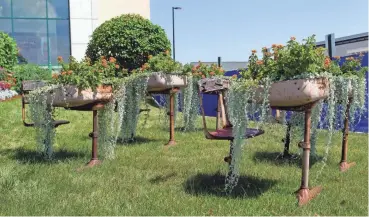  ?? CHRIS KOHLEY/MILWAUKEE JOURNAL SENTINEL ?? The Wisconsin State Fair flower team, led by Jill Albanese, uses many re-purposed items as planters. Here, outside the Tommy G. Thompson Youth Center, citrus-scented lantana adds a burst of orange to some silver falls dichondra planted in rusty school desks.