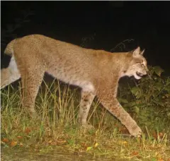  ?? FOTO: ARBEITSGRU­PPE NATURSCHUT­ZBIOLOGIE UNIVERSITÄ­T GÖTTINGEN ?? Ein Luchs, der mit einem Ortungssen­der versehen ist, wurde im vorigen Jahr bei Bockelnhag­en regelmäßig beobachtet. Dieses Bild machte am 13. Oktober 2019 die Fotofalle.