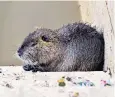  ??  ?? Coypu, large beaver-like rodents, wreak havoc in Italy by digging riverside dens