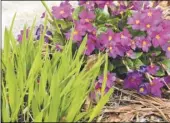  ?? Post-Gazette photos ?? A pink primula fronted by a small ornamental grass