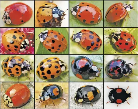  ?? ©ENTOMART VIA WIKIMEDIA ?? Is the “multi-colored lady beetle,” named for its variety of colors and patterns, a beneficial insect or a pest?