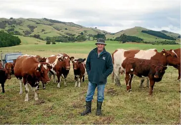  ?? PHOTO: ROB TIPA ?? Catlins beef breeder Barry Gray takes a stroll through his maine-anjou breeding cows, a French breed he uses as a developmen­t tool to manage steep hill country and for weed control on his Katea Valley farm.