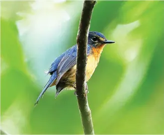  ?? Foto: James Eaton/Birdtour Asia ?? Eine neuentdeck­te Blauschnäp­perart