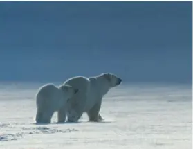  ??  ?? MOTHER POLAR BEAR with her one year old cub in tow, hunting for seals on the sea-ice around Svalbard.