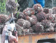  ??  ?? PRODUCCIÓN. En el sector se cultiva palma africana.