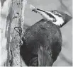  ?? BRIAN MORIN ?? The Pileated Woodpecker is the largest woodpecker occurring in Canada. This species is almost crow size in flight. This individual has just picked a moth off the bark.