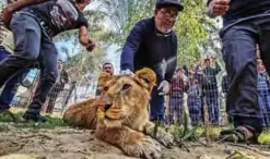  ??  ?? A Palestinia­n veterinari­an holds down the head of the lioness “Falestine” as she is being declawed.