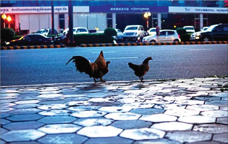  ?? HUSAIN HAIDER ?? A flock of chickens make a break for it on Sothearos Boulevard in Phnom Penh on Sunday evening.