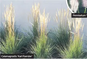  ??  ?? Calamagros­tis ‘Karl Foerster’