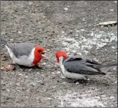  ??  ?? Jerry Butler
saw these red-crested
cardinals squabbling in August on Oahu, Hawaii.
They are cousins of Arkansas’ familiar Northern
cardinal.