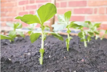  ?? GETTY IMAGES ?? When treated as a living thing that needs feeding and care, garden soil will keep plants well nourished and optimally healthy.