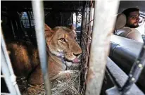  ??  ?? Ahsraf El-Helw, drives with Joumana, a 5-year-old African lioness, to his home.