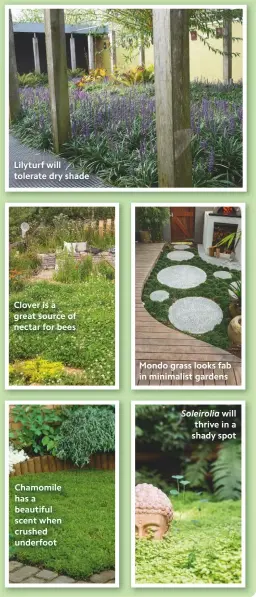  ??  ?? Lilyturf will tolerate dry shade
Clover is a great source of nectar for bees
Chamomile has a beautiful scent when crushed underfoot
Mondo grass looks fab in minimalist gardens
Soleirolia will thrive in a shady spot