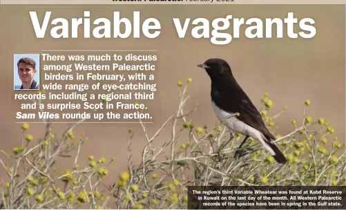  ??  ?? The region’s third Variable Wheatear was found at Kabd Reserve in Kuwait on the last day of the month. All Western Palearctic records of the species have been in spring in the Gulf state.