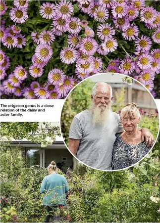  ?? ?? The erigeron genus is a close relation of the daisy and aster family.
Gaile Douglas enjoys taking photos of insects and flowers. Tending the garden is the job of her husband Grant, shown inset.