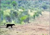  ?? REUTERS ?? A black leopard is seen in Lorok, Laikipia county in Kenya on March 15, 2018 in this still image taken from a social media video obtained on Wednesday.